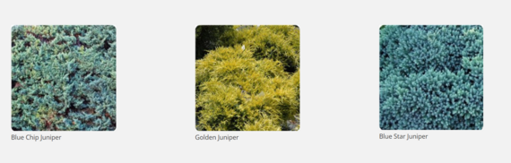 examples of junipers incl. blue chip juniper, golden juniper, blue star juniper