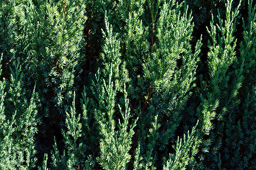 Juniper shrub