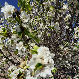 Flowers in Bloom 