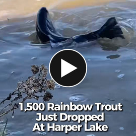 Rainbow Trout being released into Harper Lake 