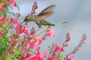 Hummingbird feeding from pink flowers