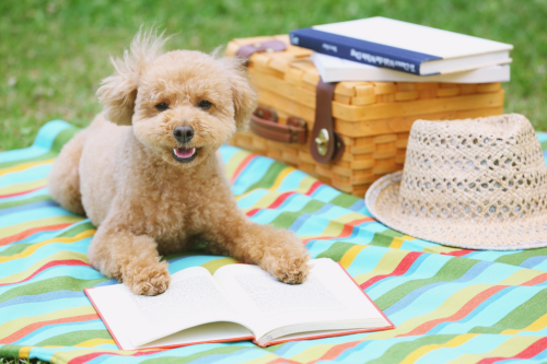 dog laying on picnic blanket with paws on an open book