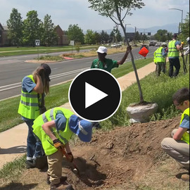 Youth Corps planting a tree