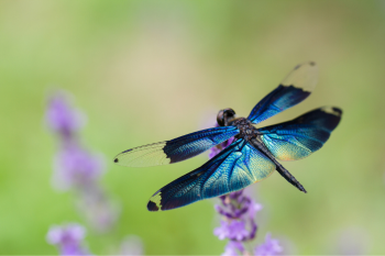 close up of dragonfly on flower