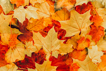 Collage of overlapping autumn maple leaves in vivid orange, red, yellow, and gold, creating a warm, rustic fall texture background.