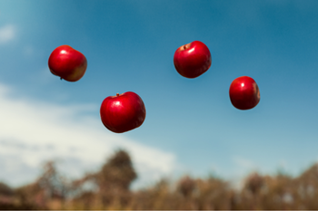 Four red apples floating against a blue sky above a blurred orchard
