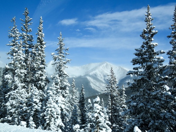 Pine trees and mountains covered in snow in Colorado