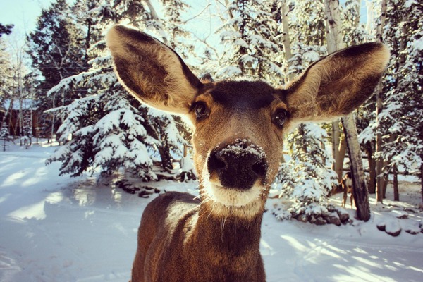 Deer with snow on nose in the woods with a cabin