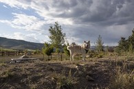 Maryland Creek Dog Park