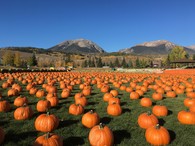 pumpkin fest