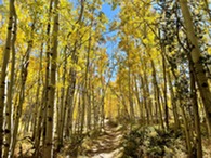 fall colors