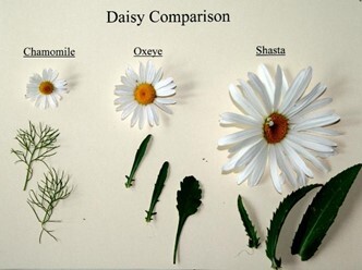 oxeye daisy