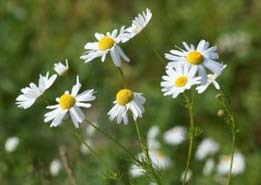 false chamomile