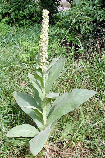 mullein