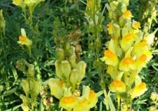 yellow toadflax