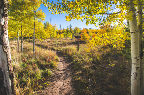 Fall in Silverthrone