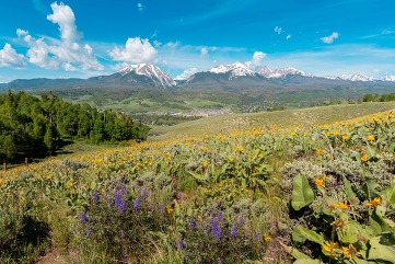 Gore Range mountains and wildflowers in Silverthorne