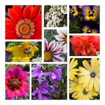 flower collage
