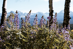lupine blooming with mountains in background on acorn creek trail