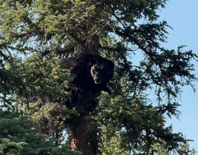 black bear in tree