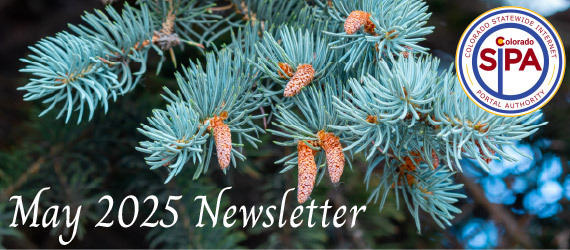 May Newsletter header picture of pine tree and pollen buds