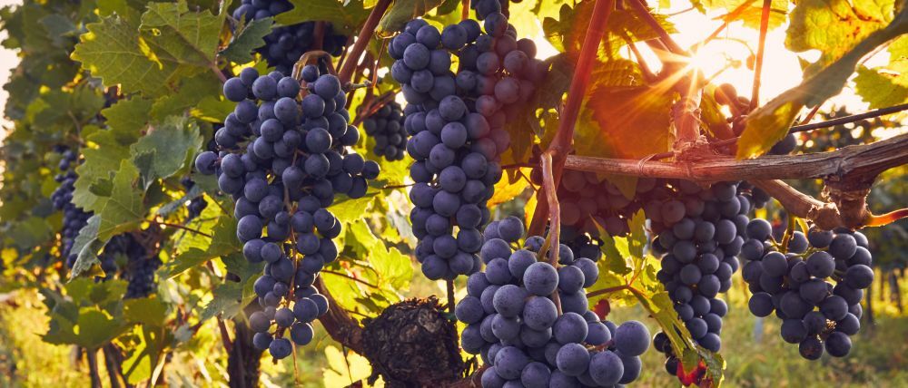 Grape clusters ready to harvest from the vines