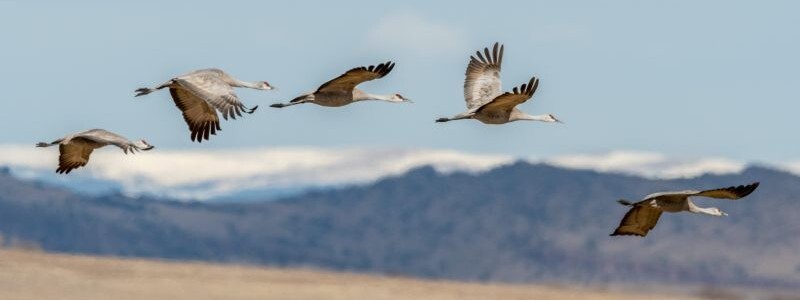 Sandhill cranes