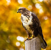 LPL Nov program hawk