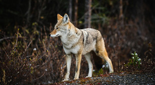 coyote