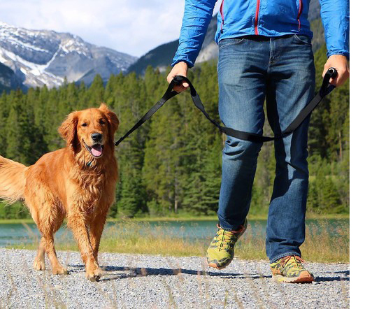 Dog on leash