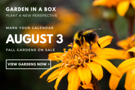 Fall Garden in a box