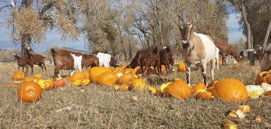 goats34