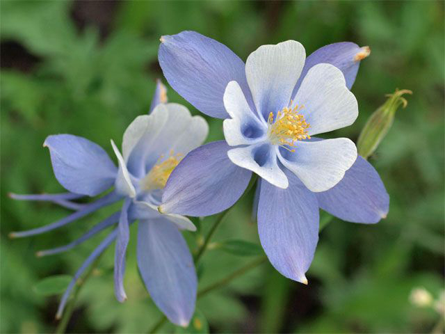 Columbine flower