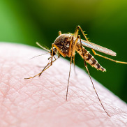 mosquito