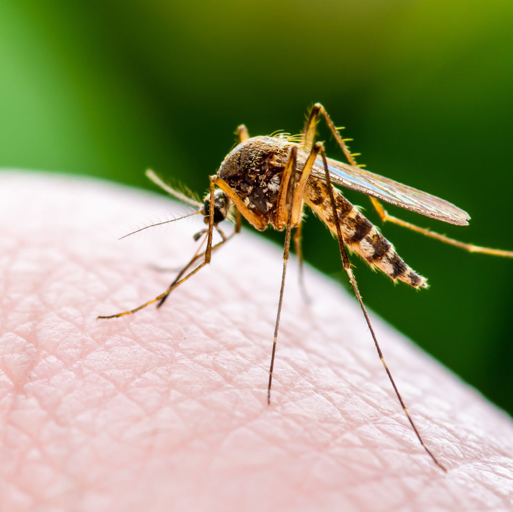 Fight the Bite! Mosquito Prevention Tips