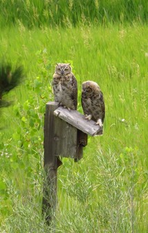 owls