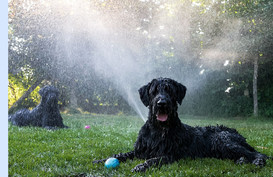 Sprinkler dogs
