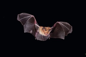 bat
