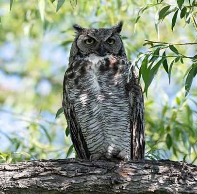 owl photo