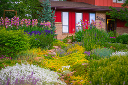 Red house colorful xeriscape