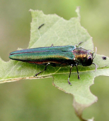 emerald ash borer