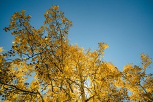 Fall Aspens