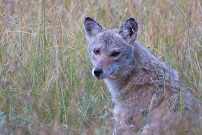 Coyote