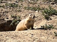 Prairie Dog