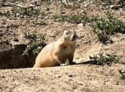 Prairie Dog