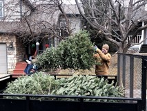 Christmas Tree Recycling