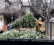 Christmas Tree Recycling