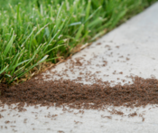 Ant colony on sidewalk