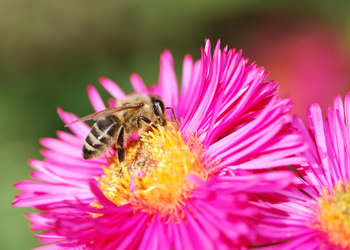 Bee landing on a pink flower