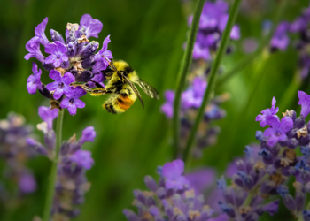 Bee landing on a purple flower